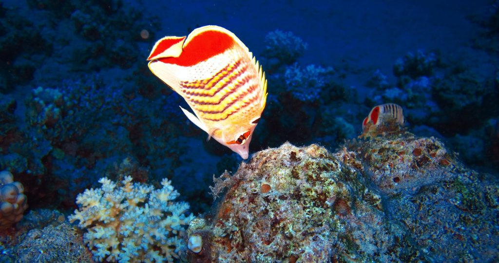 Culture in service of business strategy. Image showing a fish swimming in water, the water representing the culture of an organization (when you are in it you don't see it)