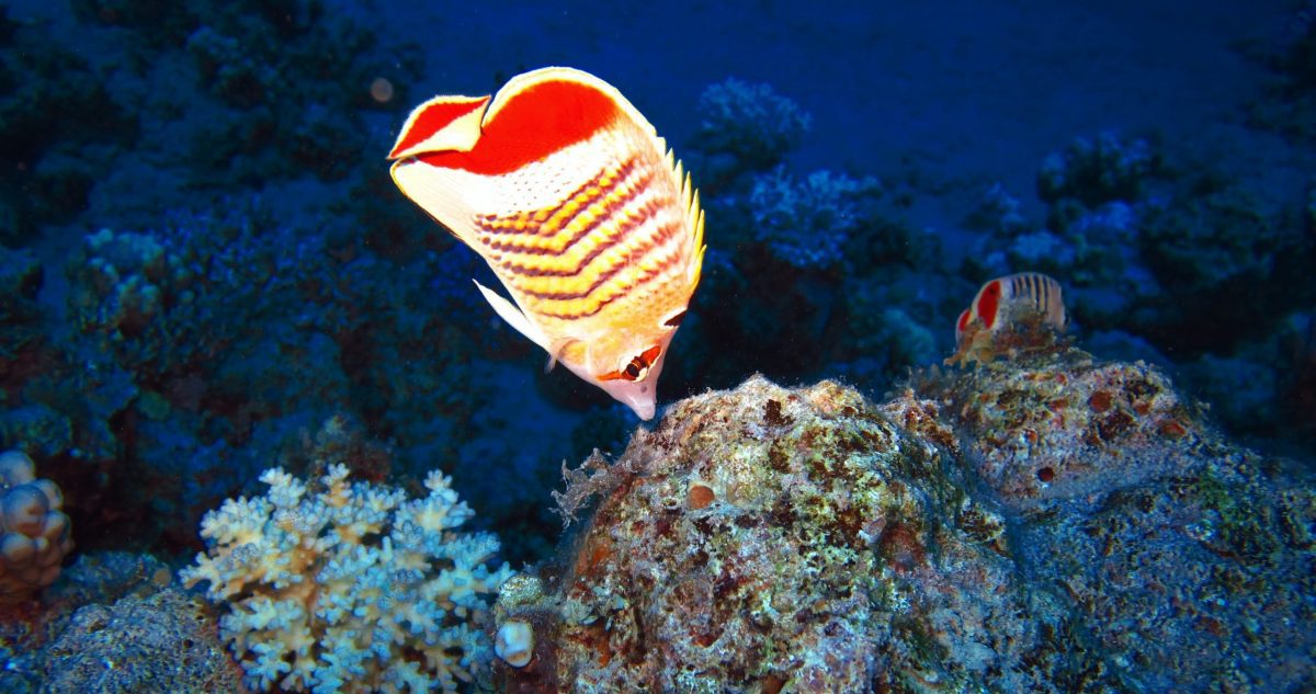 Culture in service of business strategy. Image showing a fish swimming in water, the water representing the culture of an organization (when you are in it you don't see it)